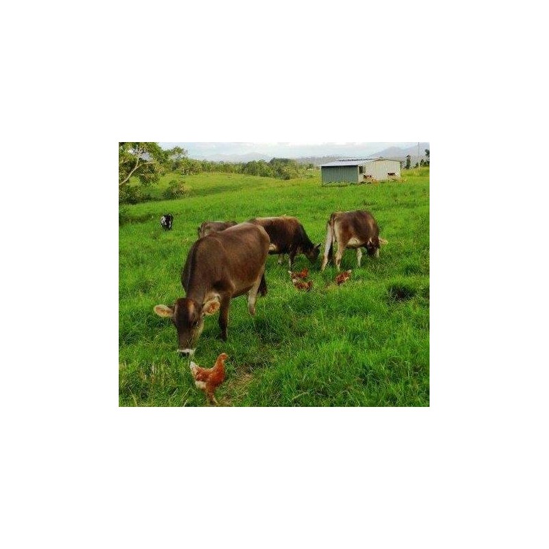 Bone Broth Gelatin Powder - Gelling Type - Pure Protein