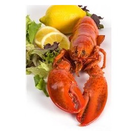 1 and 1/8 lb Live Maine Lobster -- Pack of 6