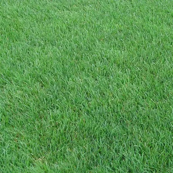 5 lb Perennial Rye Grass Seed Shade Tolerant Lawn Turf