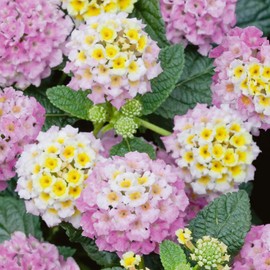 Lantana Flower Seeds for Planting - 300+ Mixed Color Flower Seeds to Plant Great for Hummingbirds and Butterflies