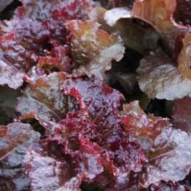 Flame Leaf Lettuce Seeds - 0.25 Oz ~6250 Seeds - Non-GMO, Heirloom - Vegetable Garden - Lactuca Sativa