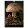Mushrooms (Wall Calendar 2025 DIN A4 High), CALVENDO Monthly Calendar