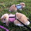 Pack of 2 Rabbit Leads, Blue & Pink, Adjustable Rabbit