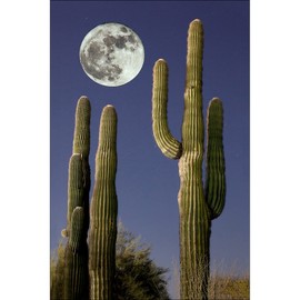 Bob Estrin Handmade Wall Art Decor Photograph of Large Full Moon over Saguaro Cactus in Desert Night Time Landscape