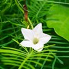 Outsidepride Cypress Vine White - 100 Seeds