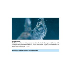 Sera 45133 Phyto Med Trem Azid – Medication for ornamental fish against skin and Gill Worms, 30 ml