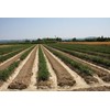 Azienda Agricola Prunotto Mariangela- Antipasto Piemontese 300 gr