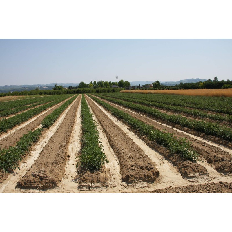 Azienda Agricola Prunotto Mariangela- Antipasto Piemontese 300 gr