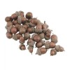 Unbranded Natural / Raw White Oak Acorn Nuts - Grade A - Assorted / Dry / Clean 50 Ct Bag
