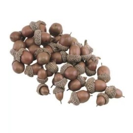 Unbranded Natural / Raw White Oak Acorn Nuts - Grade A - Assorted / Dry / Clean 50 Ct Bag
