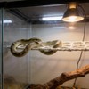 Snake Climbing Rings & Climbing Rope, Snake Reptile Hammock for