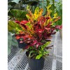 Croton Mammy Red, Mammey Live Tropical Plant Indoor or Outdoor