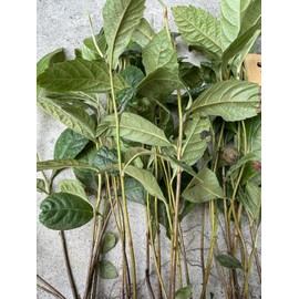 Tree 5 LOQUAT FRUIT TREE  -NO POT- 7”+ FREE SHIPPING Ready To Plant