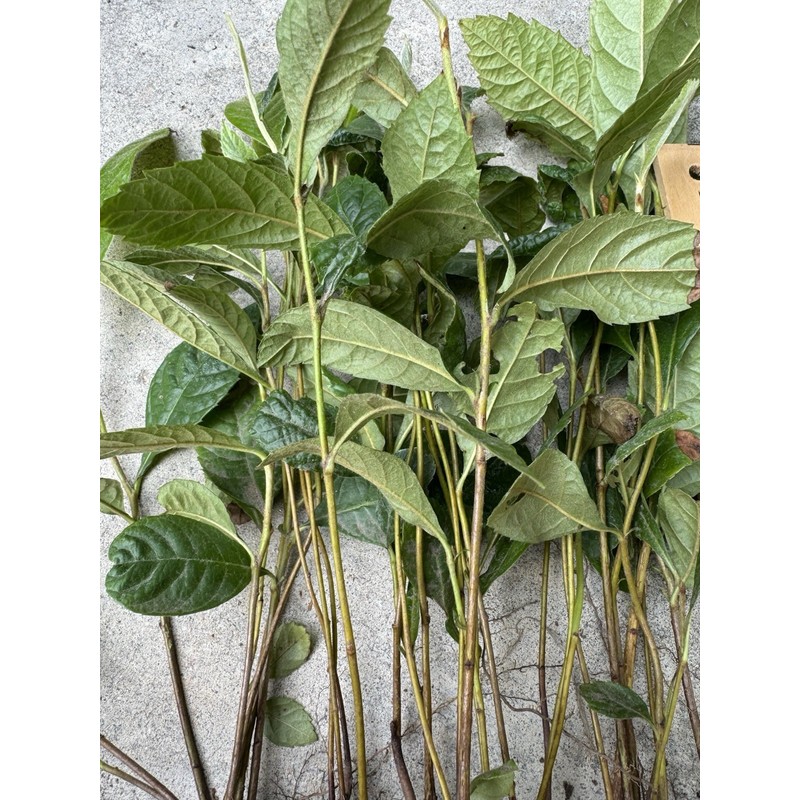 Tree 5 LOQUAT FRUIT TREE -NO POT- 7”+ FREE SHIPPING