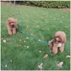 BTINESFUL 12FT 20FT 30FT 50FT Reflective Dog Tie Out for