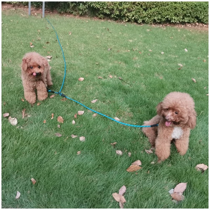 BTINESFUL 12FT 20FT 30FT 50FT Reflective Dog Tie Out for