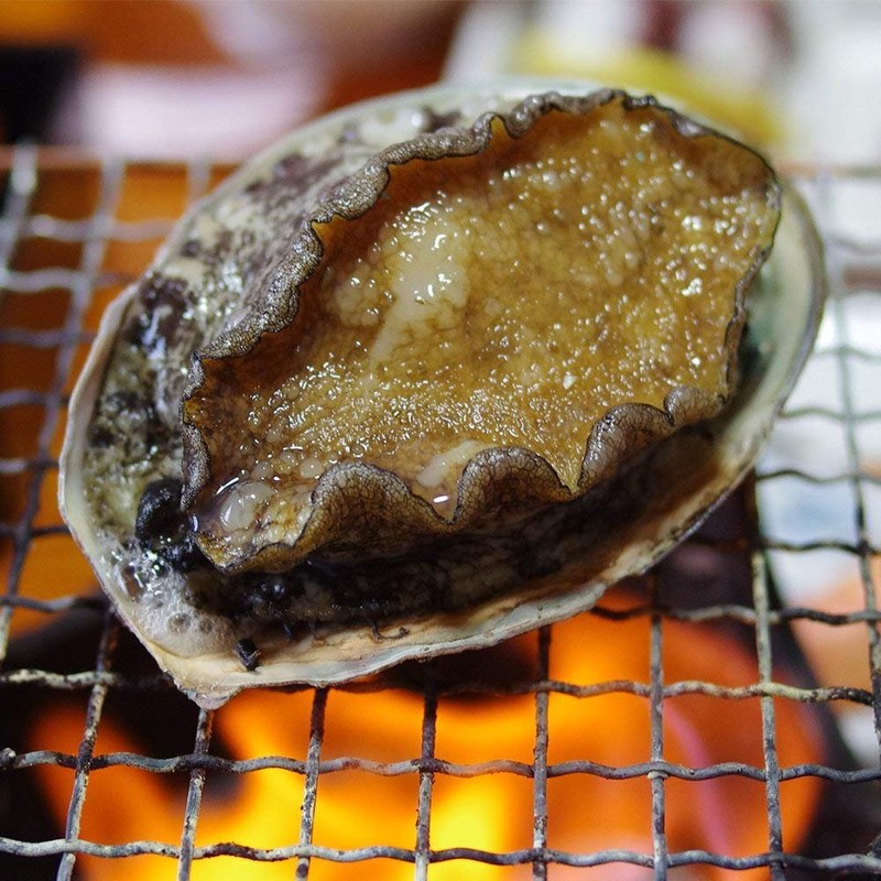 Live Ezo Abalone Set (2.1 / 2.4 oz (60/70 g),