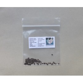 Sharons Florida Privet Wild Sensitive Plant Seeds (Senna ligustrina)  30 Seeds