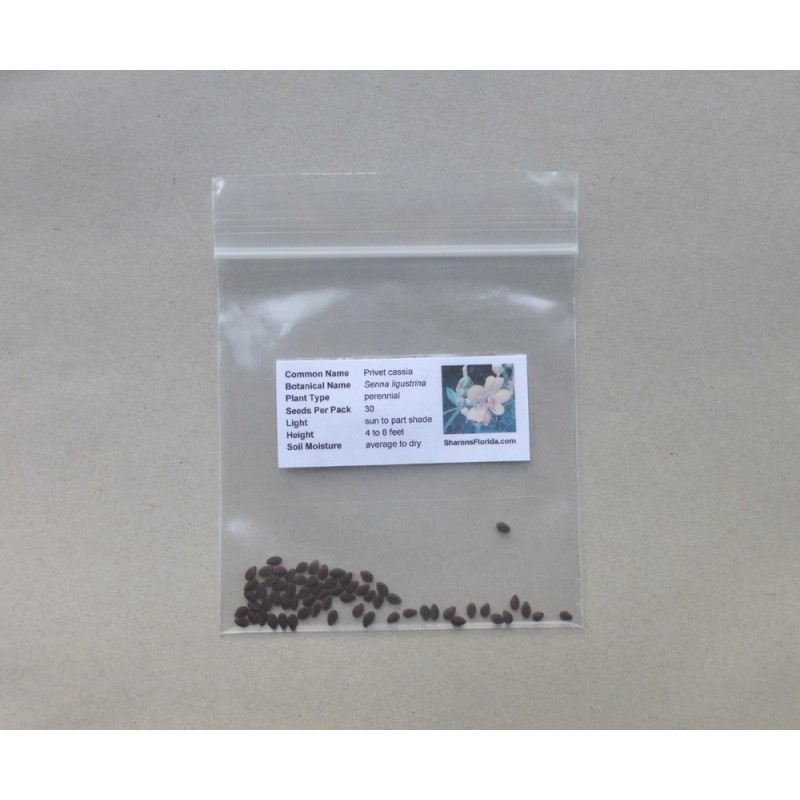 Sharons Florida Privet Wild Sensitive Plant Seeds (Senna ligustrina) 30