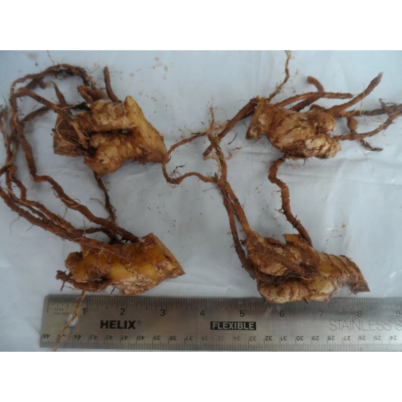 Ginger 4 Shampoo Ginger Rhizomes, Zingiber Zerumbet, Pine Cone, Free