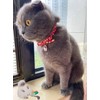 PetSoKoo Bowtie Cat Collar With Bell Bowknot With Cute Cat