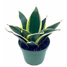 6” Dwarf Snake Rosette-Shaped-Sansevieria Trifasciata, Variegated w/Gold Around Leaves. Easy to Grow House Plant. Purifying Air, Reducing Allergy.