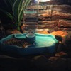 ZONADAH 2 in 1 Automatic Reptile Feeders Waterer Tortoise Water