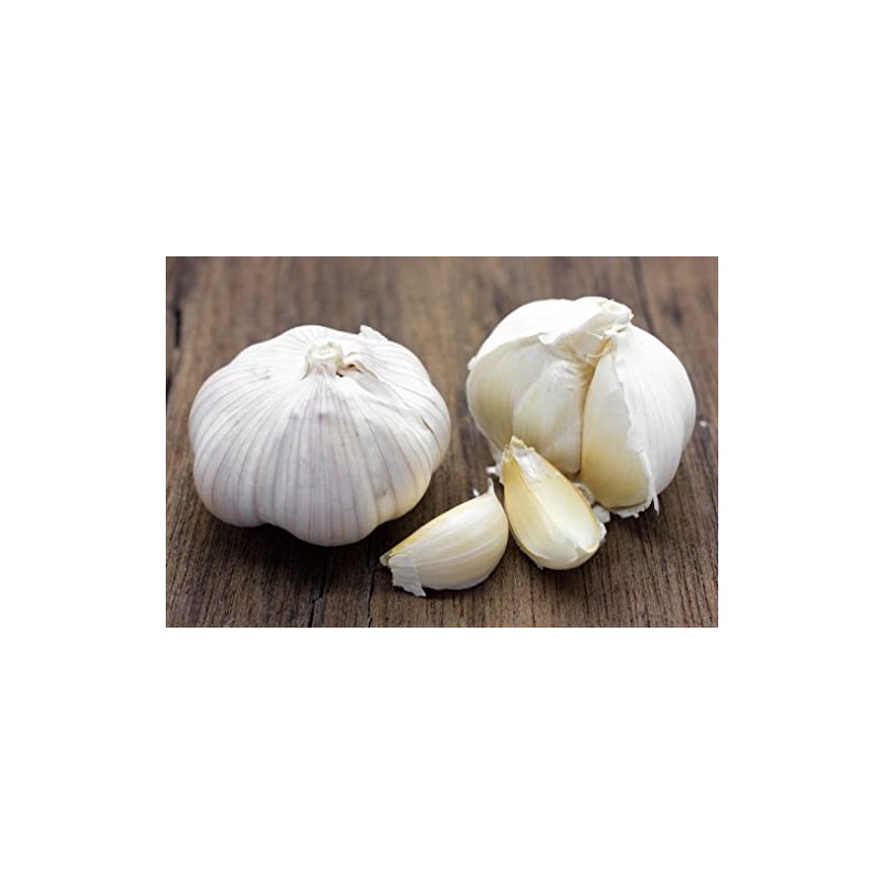 Fresh organic elephant garlic bulbs 2 pounds