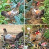 Chicken Saddle with Wing Protector - Chicken Aprons & Vest
