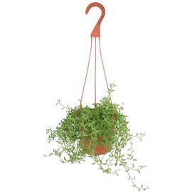 Shop Succulents String of Dolphins Hanging Succulent, Senecio Peregrinus, Fully Rooted Live 6" Succulent Plant with Hanger, Low Maintenance Indoor Plant, Trailing Succulents, Gift & Garden