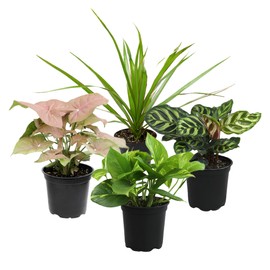Altman Plants, Classic Houseplant Collection (4PK) Live Plants Indoor Plants Live Houseplants in Plant Pots, Easy House Plants Indoors Live, Snake Plant, Pothos in Potting Soil, Clean Air Plants