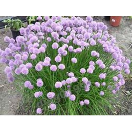 CHIVE SEEDS! GREAT ON A BAKED POTATO!