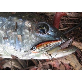 Rapala Ultra Light Minnow 06 Fishing lure, 2.5-Inch, Silver Blue