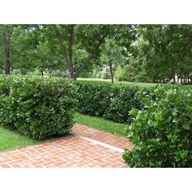 Viburnum Suspensum | 2 Large Gallon Size Plants I Sandankwa I Live Durable Evergreen Shrub with Fragrant Blooms, Ideal for Hedges, Privacy Screens, and Ornamental Landscaping
