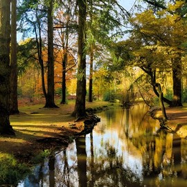 Birthday/Blank Greeting Card For Him/Her - Male/Female - New Forest River Photographic Design - General Card Suitable for Any Occasion - Made in the UK - Eco-Friendly