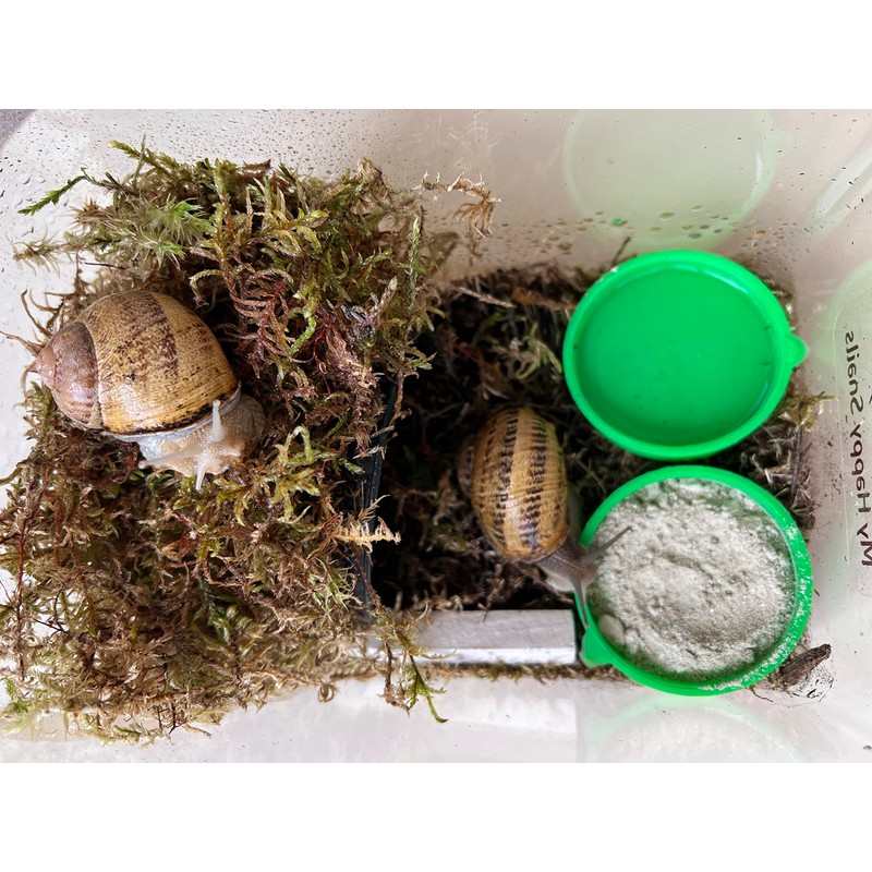 Premium Land Snail Substrate - The Perfect Bedding for Your