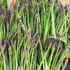12 Pcs Jersey Giant Asparagus Seeds - Perennials