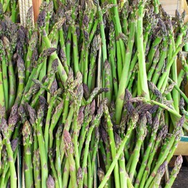 12 Pcs Jersey Giant Asparagus Seeds - Perennials
