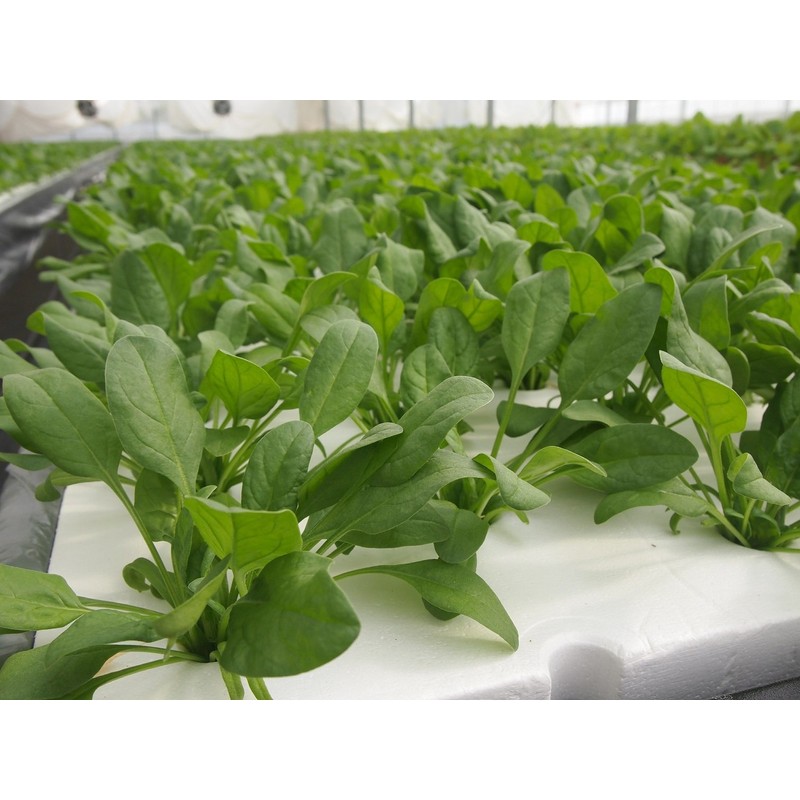 Professional Tom, yasai is Cultivation (Rock Wool)