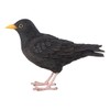 Pflanzen Kölle Iron Blackbird, Black, Approx. 17 x 6 x