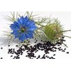 SAFLAX - Organic - Black Cumin - 300 Seeds -