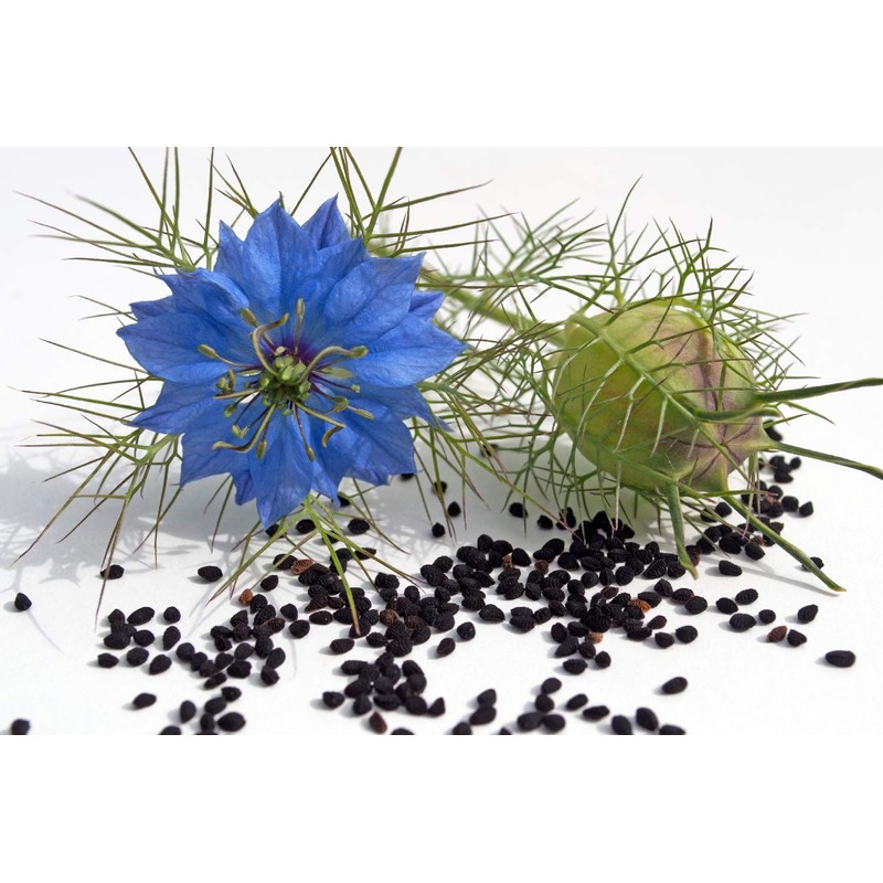 SAFLAX - Organic - Black Cumin - 300 Seeds -