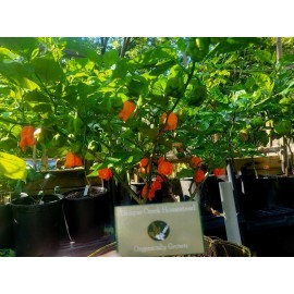 Carolina REAPER Super HOT Pepper Seeds Unique Creek Homestead Certified