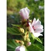 Marshmallow Plant Althaea Officinalis Seeds for Planting 100+ Seeds