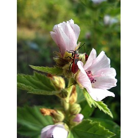 Marshmallow Plant Althaea Officinalis Seeds for Planting 100+ Seeds