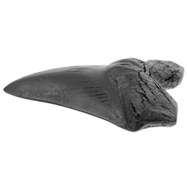 MAGICLULU Megalodon Tooth Fossil Shark Teeth Shark Tooth Collectible Megalodon Shark Tooth Megalodon Teeth Decoration Models Ornament Sample Desk Handling Digging Replica Student Figure Resin
