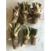 Unbranded HORSERADISH CROWNS (Common), ORGANIC: 50 ea. for planting. PLANT