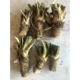 Unbranded HORSERADISH CROWNS (Common), ORGANIC: 50 ea. for planting. PLANT ANYTIME.