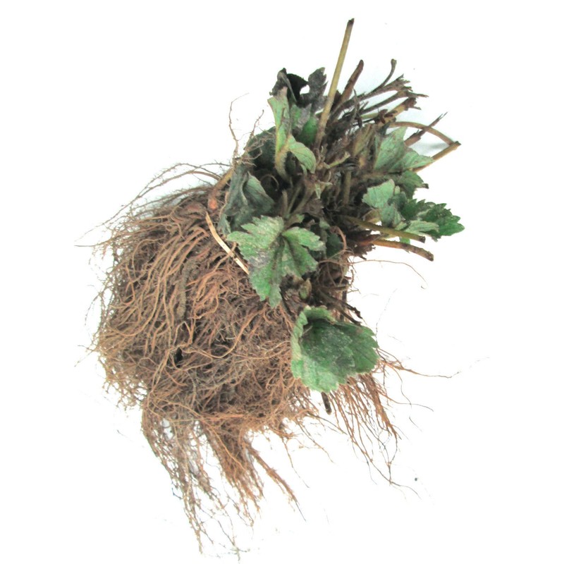 10 Plants - Albion Ever Bearing Strawberry Plants - Certified