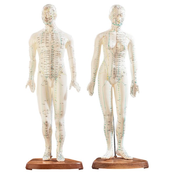 2 mannequins d’acupuncture (homme/femme) [Newgen Medicals]